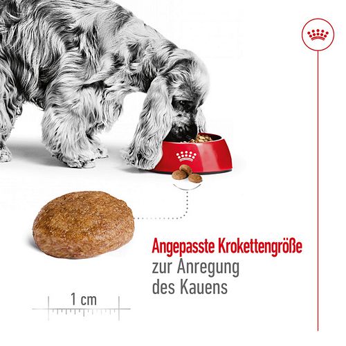 Royal Canin MEDIUM Adult 7+ Trockenfutter für ältere mittelgroße Hunde 4kg