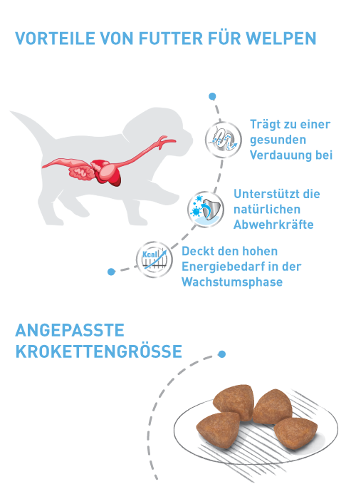 Vorteile von Futter für Welpen Vorteile von Futter für Welpen
