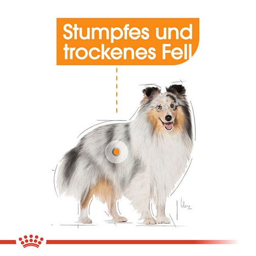 stumpfes und trockenes Fell