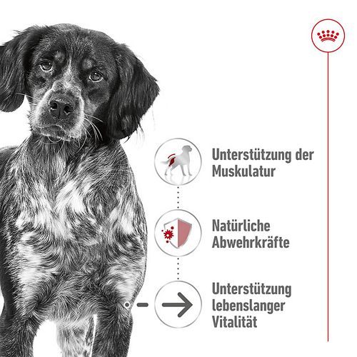 Royal Canin MEDIUM Ageing 10+ Trockenfutter für ältere mittelgroße Hunde 15kg