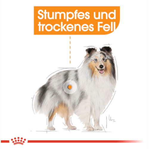 stumpfes und trockenes Fell