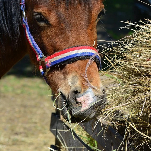 Equitop Pronutrin Pferd Equitop Pronutrin Pferd