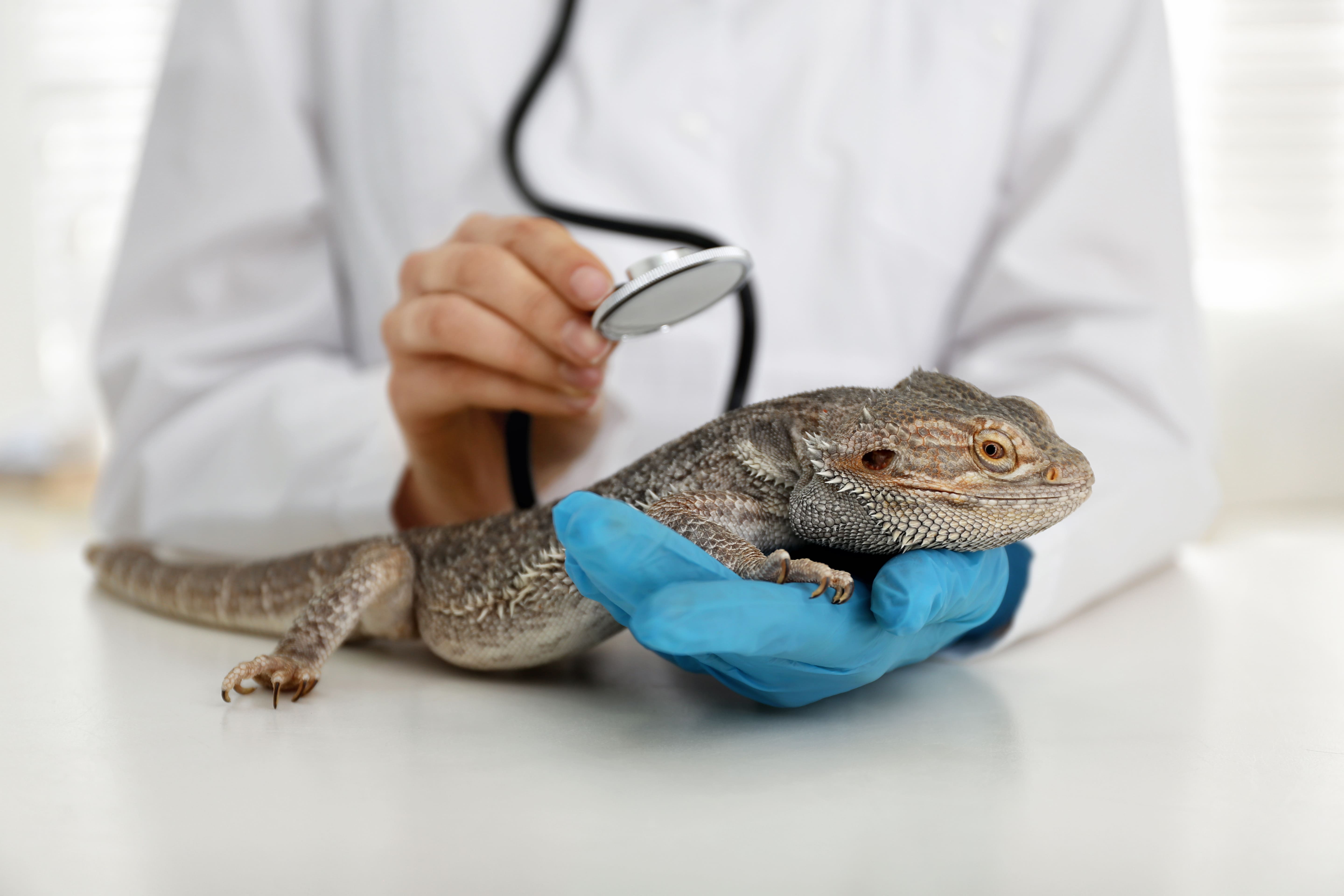 Reptiliengesundheit Reptiliengesundheit