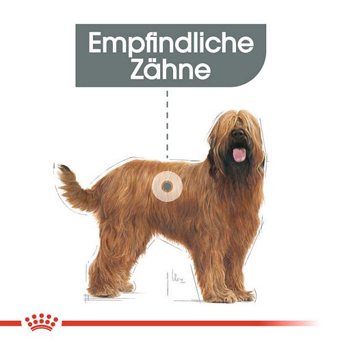 Hund mit empfindlichen Zähnen