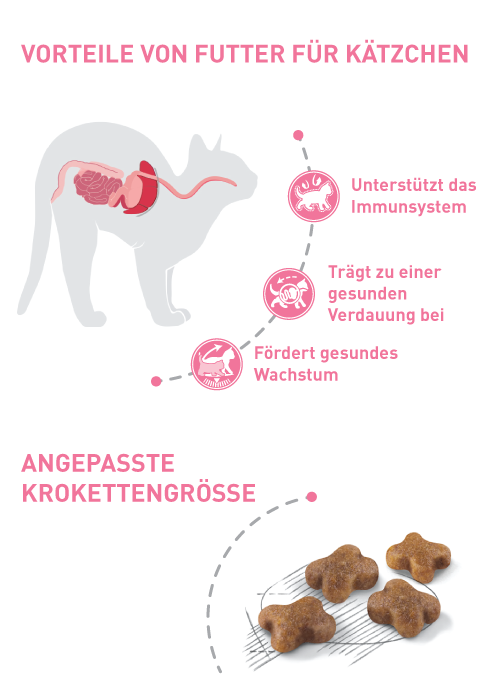 Vorteile von Futter für Kätzchen Vorteile von Futter für Kätzchen