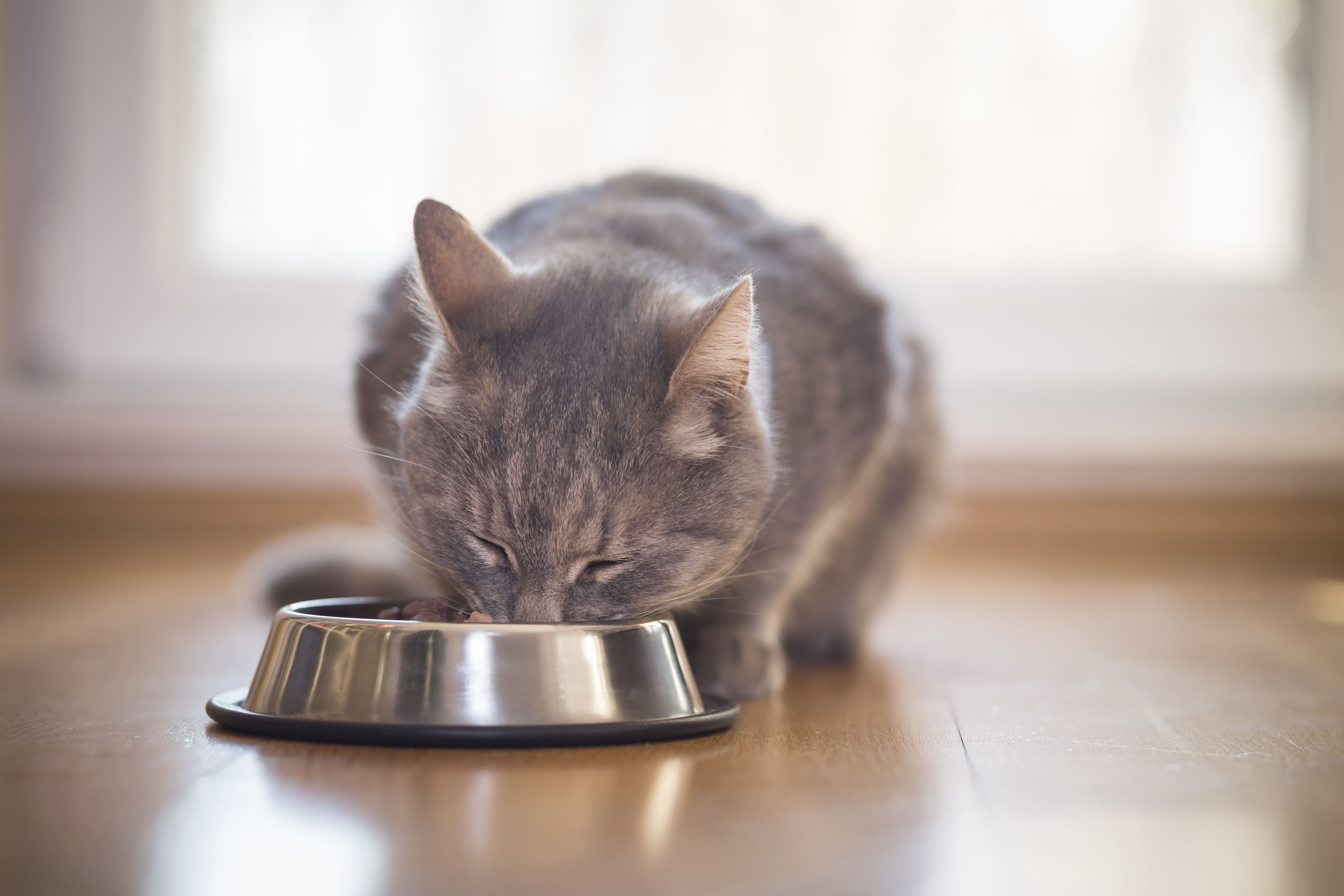 Katzen Diätfutter Katzen Diätfutter