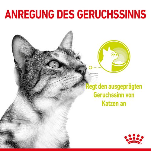 Royal Canin SENSORY Smell Nassfutter in Gelee für wählerische Katzen 12 x 85 g