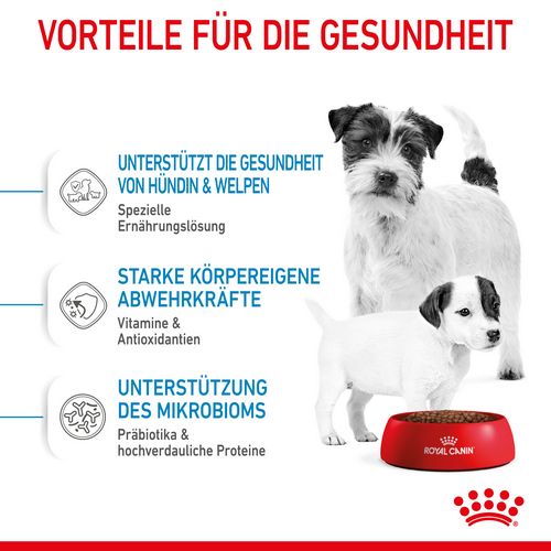 Royal Canin MINI Starter Trockenfutter für tragende Hündin und Welpen kleiner Rassen von der 3. - 8. Woche Vorteile