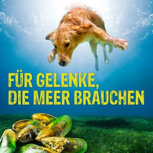 Gelenke die Meer brauchen