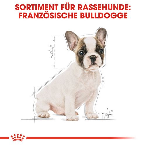 Royal Canin French Bulldog Puppy Welpenfutter trocken