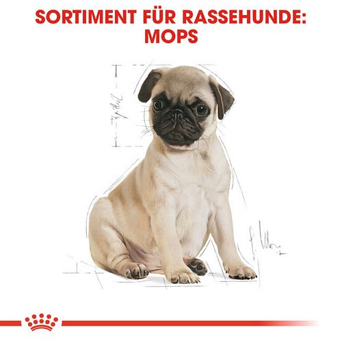 Royal Canin Pug Puppy Welpenfutter trocken für Mops