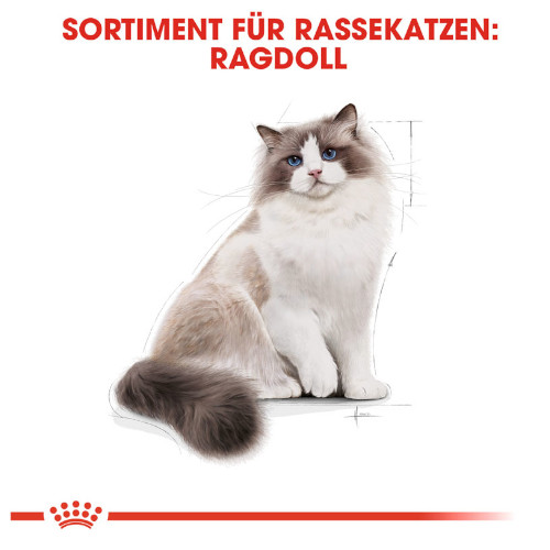 Royal Canin Ragdoll Adult Katzenfutter trocken