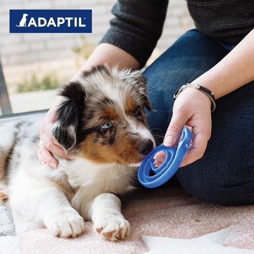 CEVA Adaptil Junior Halsband für Hundewelpen