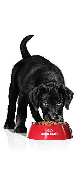 Royal Canin Markenshop Royal Canin Markenshop