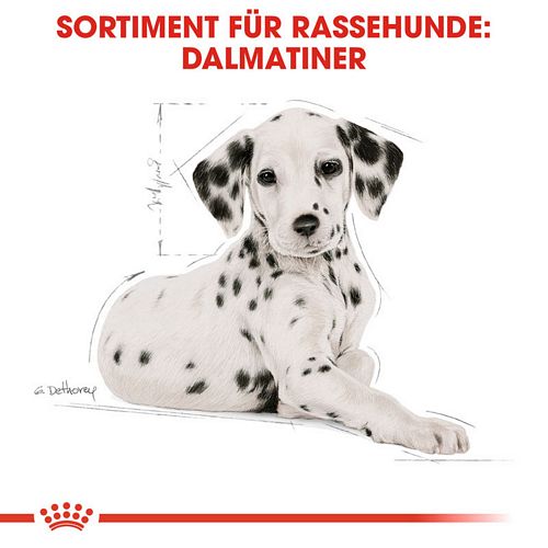 Royal Canin Dalmatian Puppy