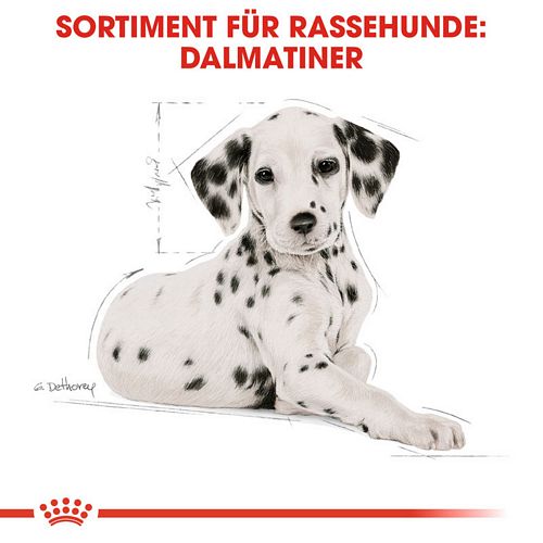 Royal Canin Dalmatian Puppy Welpenfutter für Dalmatiner