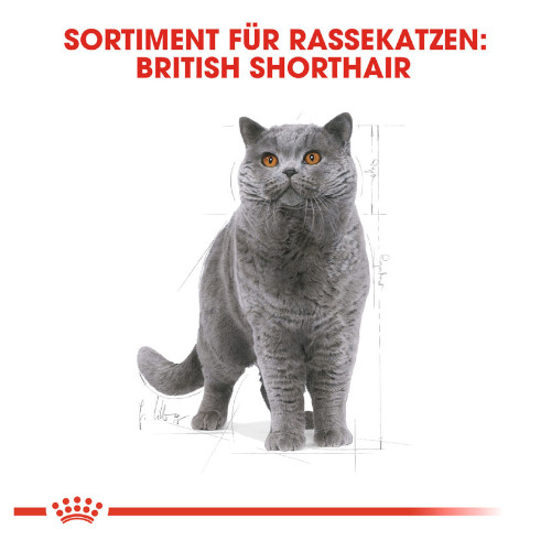 Royal Canin British Shorthair Adult Katzenfutter nass für Britisch Kurzhaar