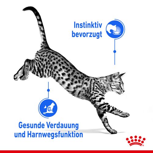 Royal Canin INDOOR Sterilised in Gelee Nassfutter für Wohnungskatzen