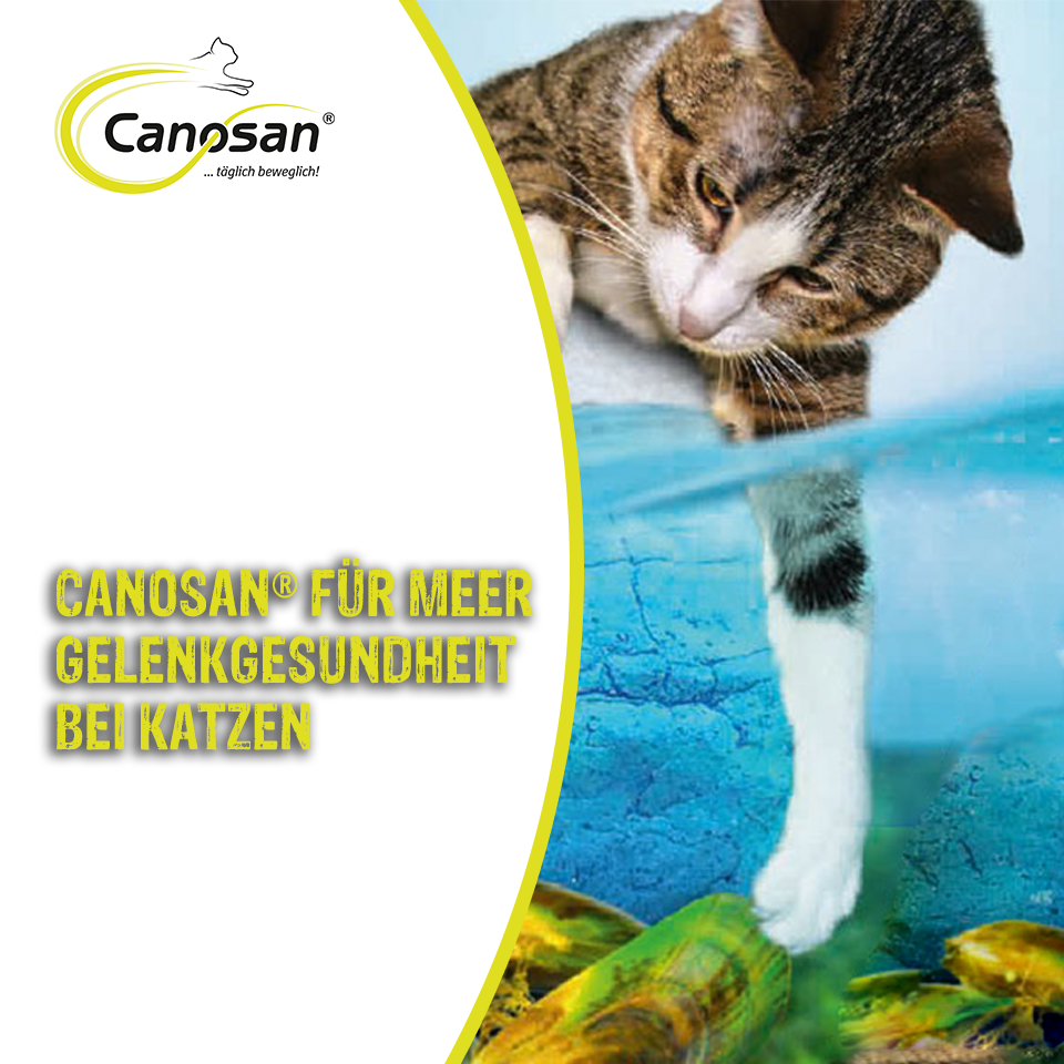 Canosan für Meer Gelenkgesundheit bei Katzen Canosan für Meer Gelenkgesundheit bei Katzen