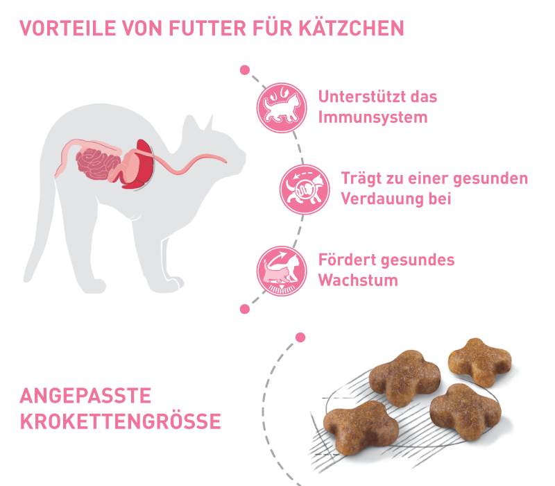 Vorteile von Futter für Kätzchen Vorteile von Futter für Kätzchen