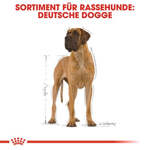 Royal Canin Great Dane Adult Hundefutter trocken für Deutsche Doggen