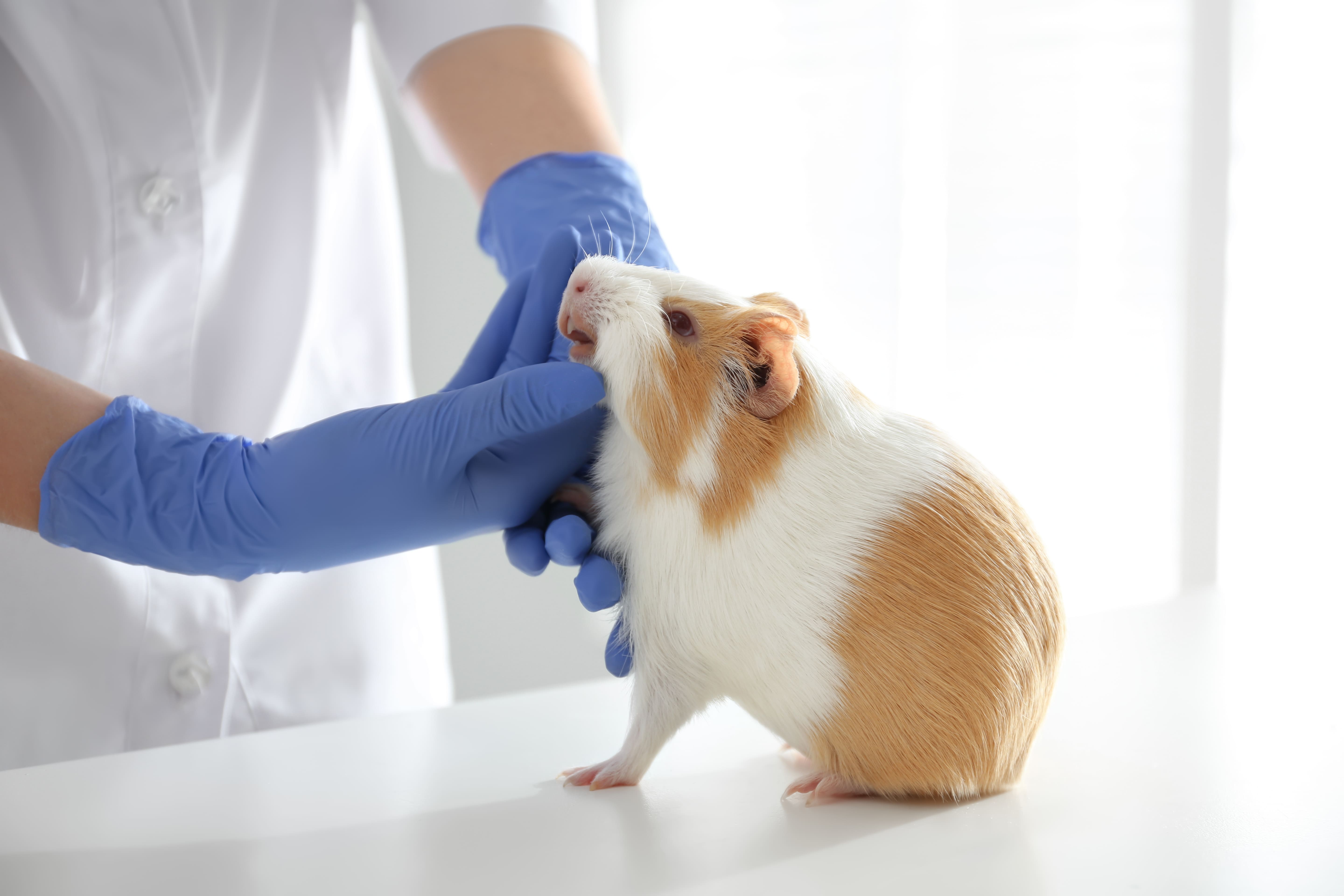 Heimtiergesundheit Heimtiergesundheit