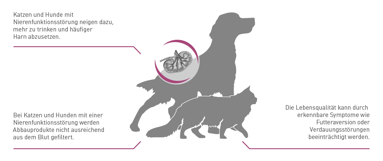 Royal Canin Veterinary Infografik Nierenfunktion Royal Canin Veterinary Infografik Nierenfunktion