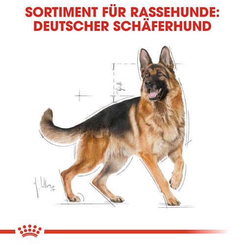 Royal Canin German Shepherd Adult Trockenfutter