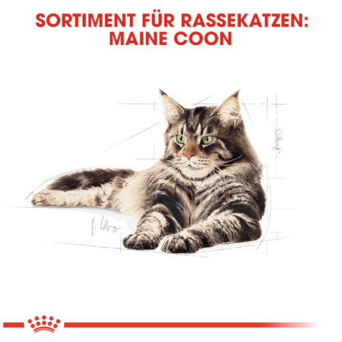 Royal Canin Maine Coon Adult Katzenfutter trocken