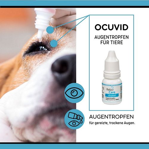 Ocuvid im Hundeauge