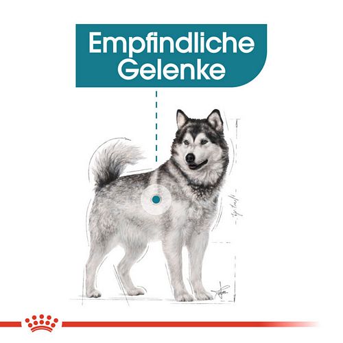 Royal Canin JOINT CARE MAXI Trockenfutter für große Hunde mit empfindlichen Gelenken