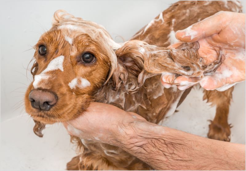 caniprevent hund