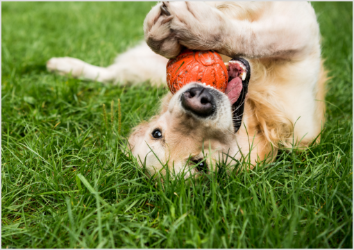 vorhautentzündung hund